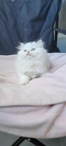 Sublime Petite Femelle Persan aux Yeux Bleus - 2