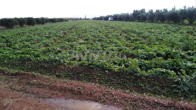 Terrain agricole de 9 hectares Berkane - 2