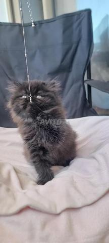 Rare Petite Femelle Persan Smokey multicolore - 2