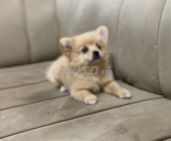 Chiot Spitz Nain de 3 mois - 2