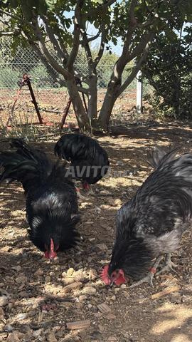 4 coqs Australorp de race pure - 2