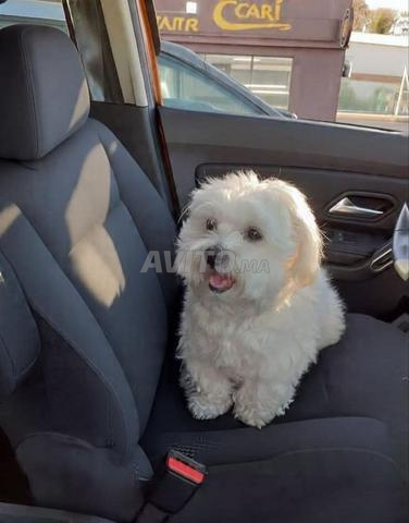 Chiots Bichon Maltais - 2