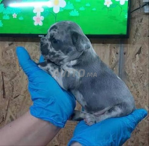 جرو بولدوج فرنسي نادر - 2
