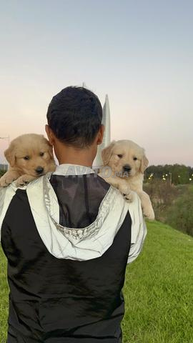 Golden Retriever - 2