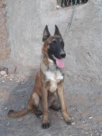 race malinois âgé de 6 mois et demi