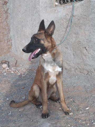 race malinois âgé de 6 mois et demi - 2