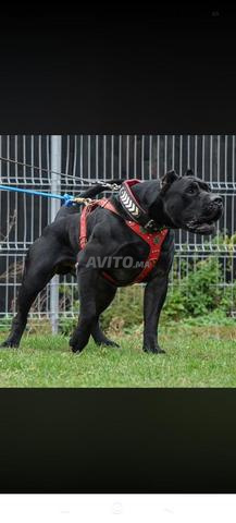 Chiots Presa Canario