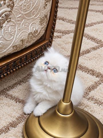 قط شيرازي لطيف للبيع - 2