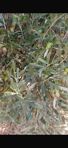 Récolte d'olives à vendre - 2