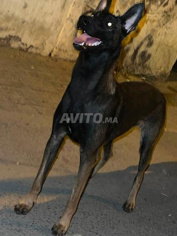 Super femelle malinois charboni - 2
