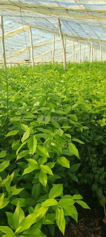 جميع أنواع الأشجار المثمرة 🥝🥭🍊🥑 ضمان - 2