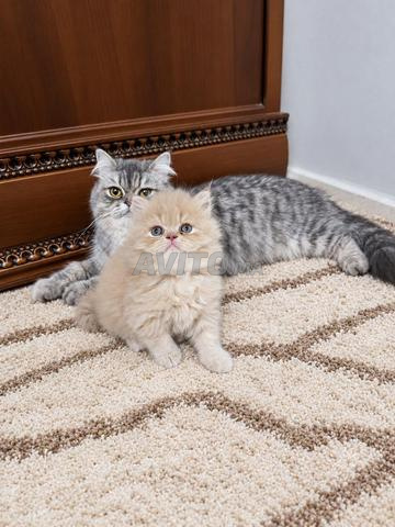 قط شيرازي لطيف للبيع