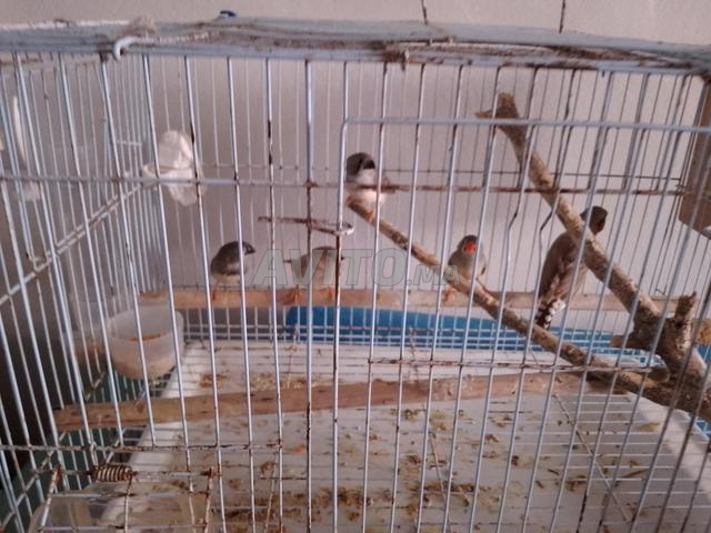 Couple de diamants mandarins et leurs petits - 2