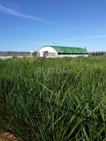 2 hectares titrés et équipés près de la ville de Tifelt