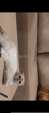 Chaton femelle Scottish fold couleur de neige - 2