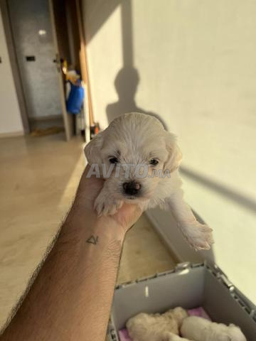 À vendre, 7 magnifiques chiots Bichon Maltais - 2