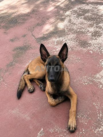 Malinois Laekenois lignée papier 6 mois - 2
