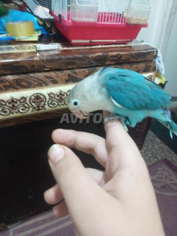 ذكر طائر الفيشر مدريسي بسعر مناسب - 2