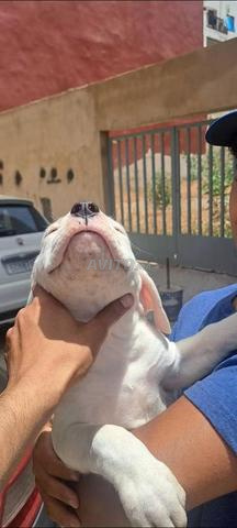 Dogue Argentin - 2