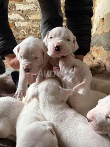 Chien argentin - 2