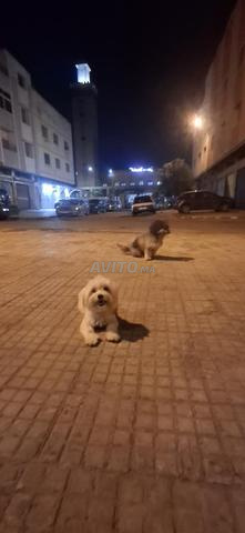 بيشون سلالة نقية