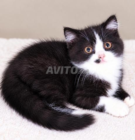 British shorthair marron chocolat 💯 pur