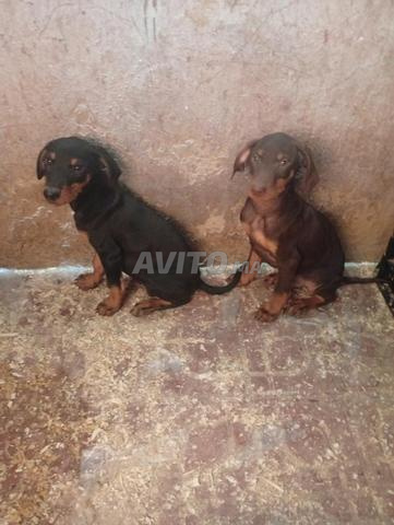 Doberman authentique de race rare - 2