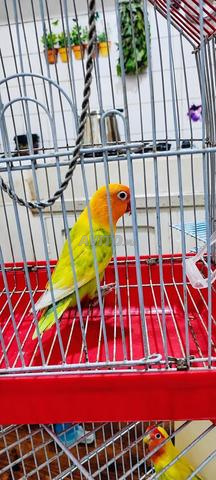 طائر الحب ذكر بألوان زاهية Les inciparable 🦜💛🧡 - 2