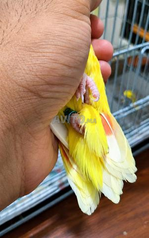 Femelle Rose Lutino œil rouge à vendre, libre et attrayante 🦜 - 2