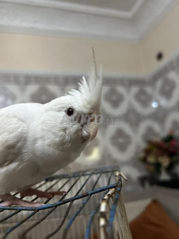 طائر الكالوبسيت ذكر ألبينو نصف مدرب نادر