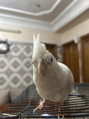 طائر الكالوبسيت ذكر ألبينو نصف مدرب نادر - 2