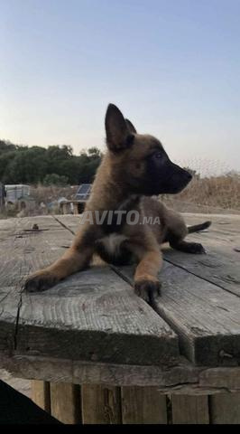 Chiots Malinois à vendre - 2