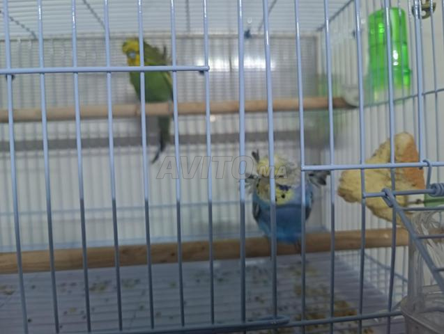 Couple perruche Houguou Romou - 2