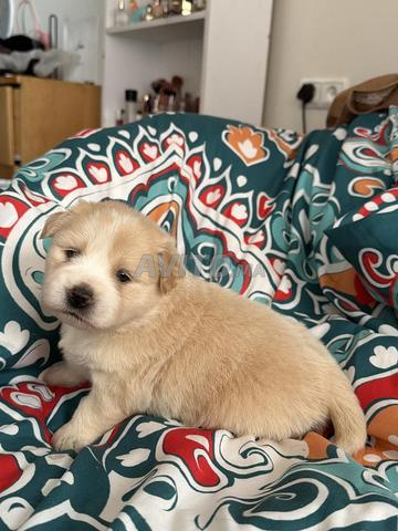 Bichon Havanais - 2