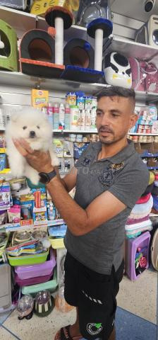 سبيدج قزم بصحة جيدة - 2