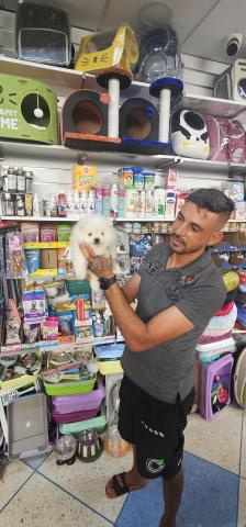 سبيدج قزم بصحة جيدة