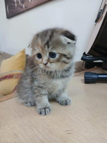 Scottish Fold tigré - 2