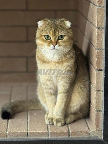 Femelle golden (scottish fold) - 2