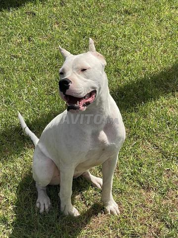 Femelle dog argentin à vendre