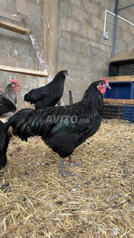 Coqs Australorp 5 mois - 2