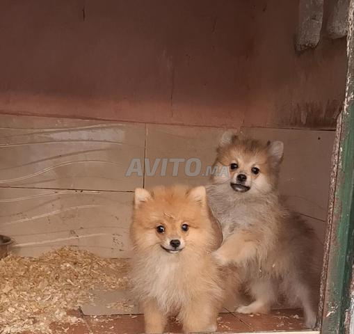 Spitz nain - 2
