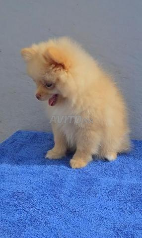 Spitz nain - 2