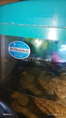 Aquarium complet avec poissons - 2