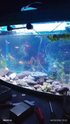 Aquarium complet - 2