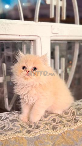 Chats British Longhair - 2