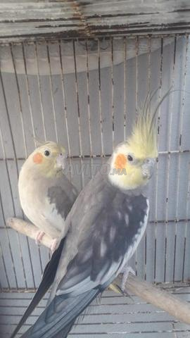 2 Calopsittes avec cage - 2