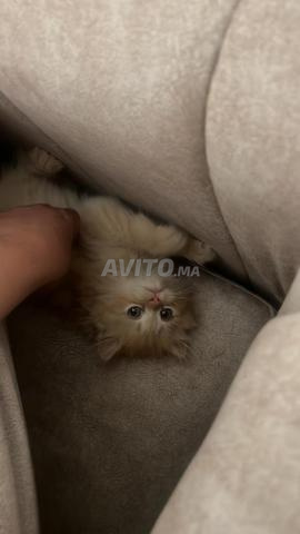 Magnifique chat British Longhair - 2