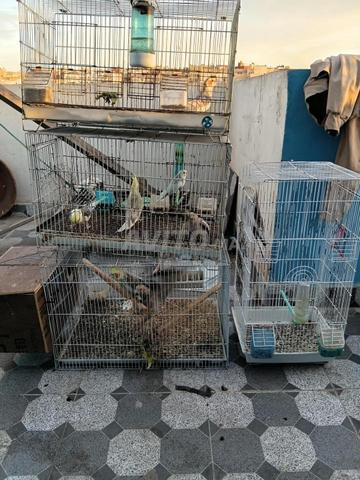 Oiseaux à vendre - 2