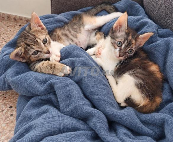Très beaux chatons à adopter, deux mois, habitués à la litière - 2