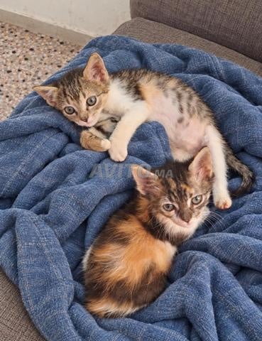 Très beaux chatons à adopter, deux mois, habitués à la litière